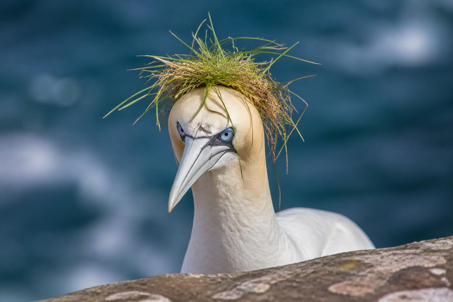 découvrez comment ce fou de bassan au style unique a conquis le public et remporté le prix du public aux nikon comedy wildlife awards, une célébration de l'humour dans la faune sauvage.