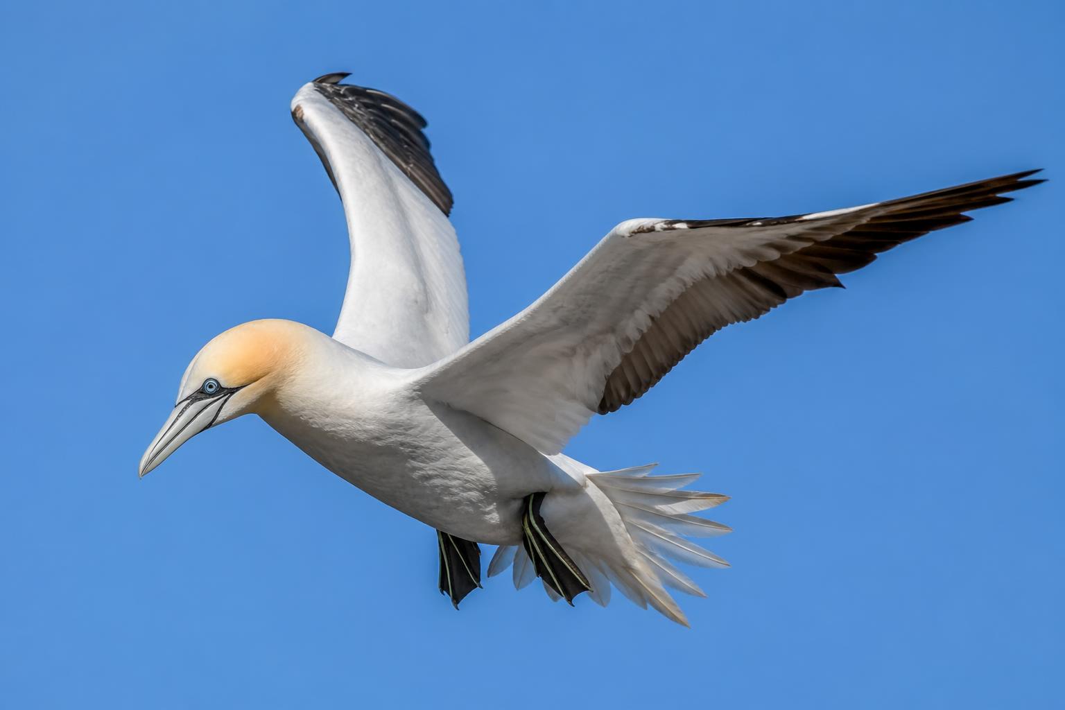 découvrez comment ce fou de bassan au style unique a conquis le cœur du public et remporté le prestigieux prix du public aux nikon comedy wildlife awards.