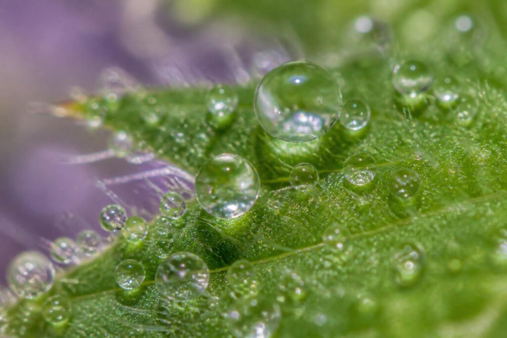 découvrez les secrets de la super macro, une technique de photographie ultra détaillée qui révèle la beauté cachée des petits sujets.