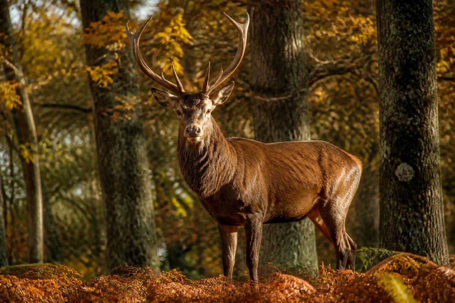 découvrez l'exposition photographique incontournable à la chevrol, une plongée intime au cœur de la faune sauvage qui vous émerveillera par sa beauté naturelle et sa proximité avec les animaux.