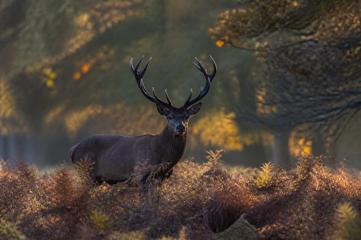 découvrez une exposition photographique unique à la chevrol qui vous invite à une plongée intime au cœur de la faune sauvage, capturant la beauté et la diversité de la nature.