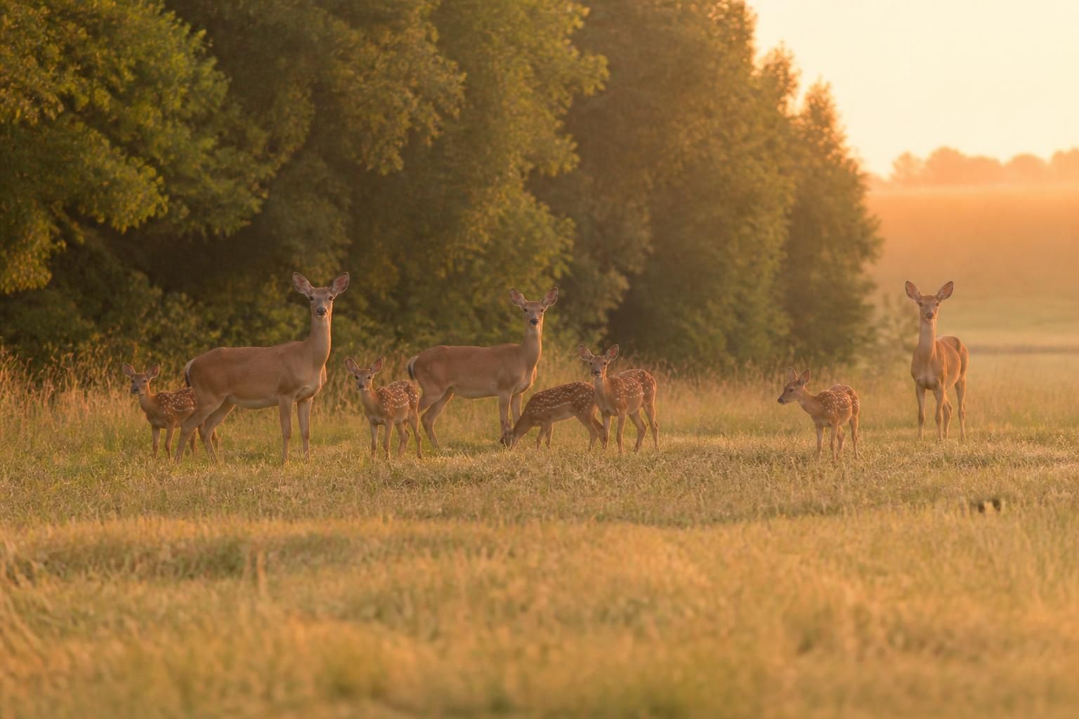Un chasseur talentueux réussit à immortaliser un troupeau de biches dans la Marne, près de Montmirail 7 un chasseur talentueux capture en photo un magnifique troupeau de biches dans la région pittoresque de la marne, près de montmirail, offrant un aperçu rare de la faune locale.