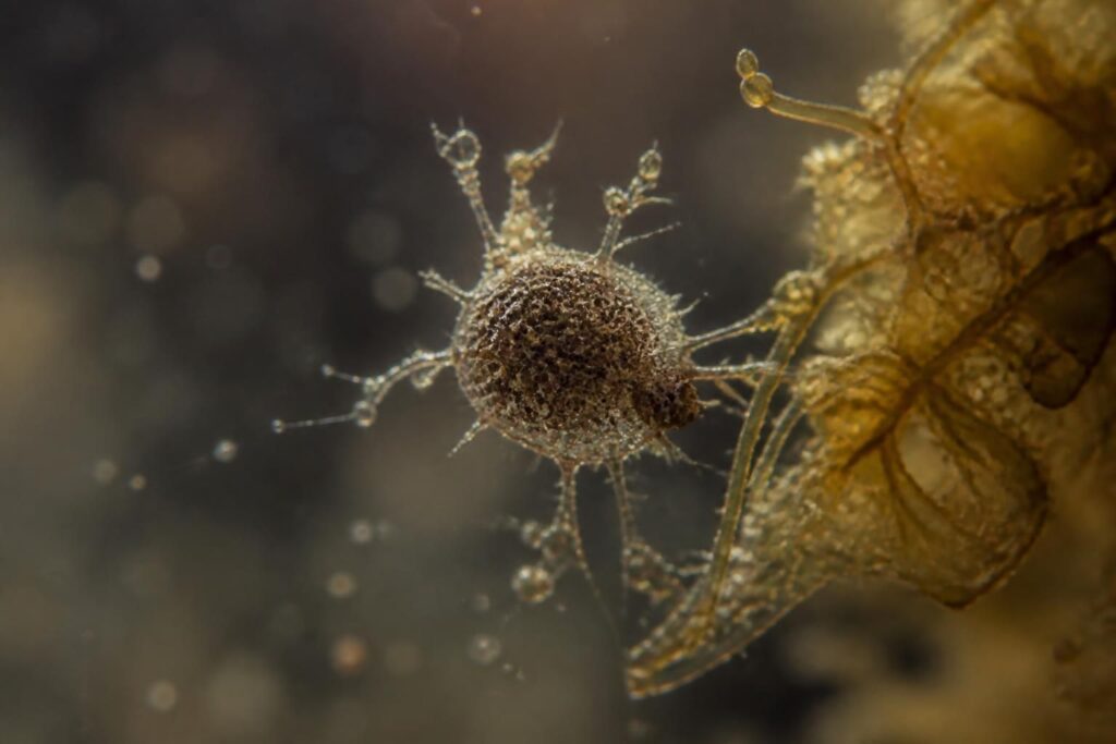 découvrez des clichés uniques qui révèlent des particules en danger d'oubli, bien plus que de simples photos, une plongée visuelle au cœur de la mémoire fragile.