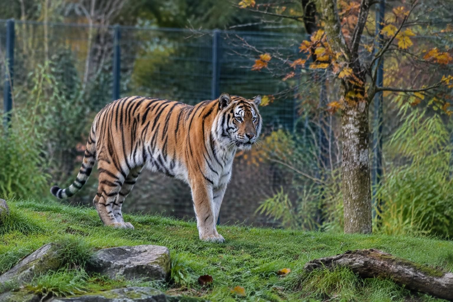 Avant d’entrer dans l’enclos d’un tigre, un homme demande à un couple de le photographier : l’animal le tuera peu après 7 avant d’entrer dans l’enclos d’un tigre, un homme demande à un couple de le photographier. l’animal l’attaque mortellement peu après.