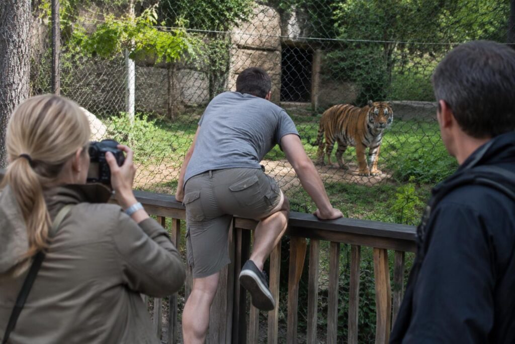 avant d’entrer dans l’enclos d’un tigre, un homme demande à un couple de le photographier. peu après, l’animal l’attaque mortellement.