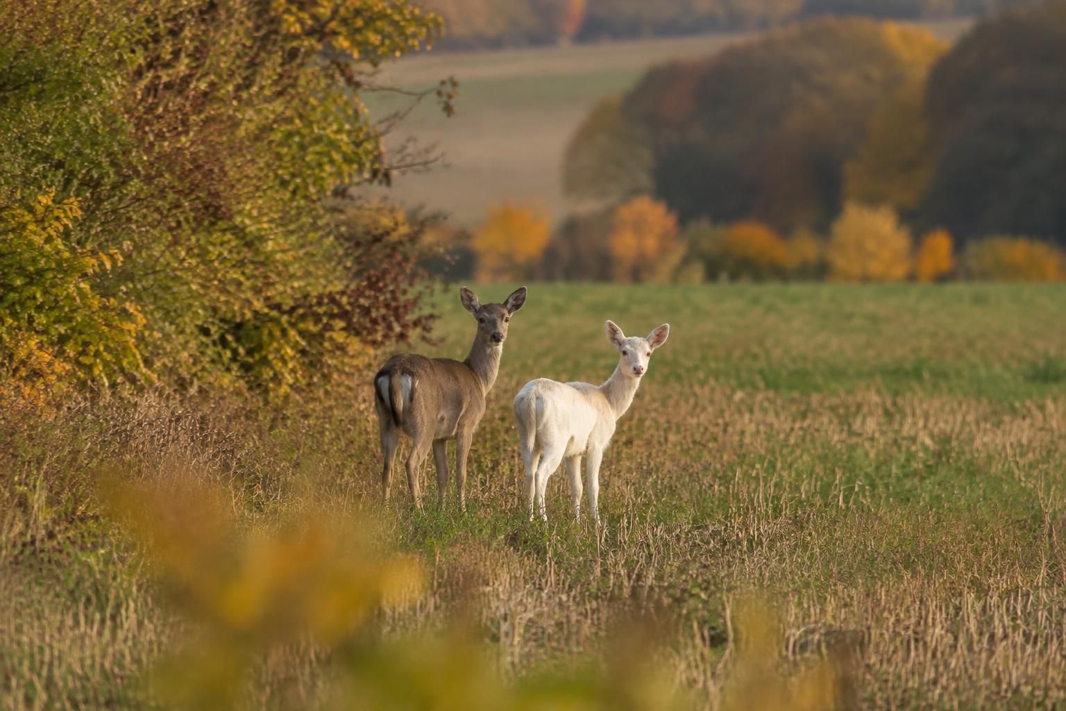 près de montmirail, marc bérat photographie à nouveau un chevreuil blanc, un animal rarissime qu’il avait déjà immortalisé une première fois.