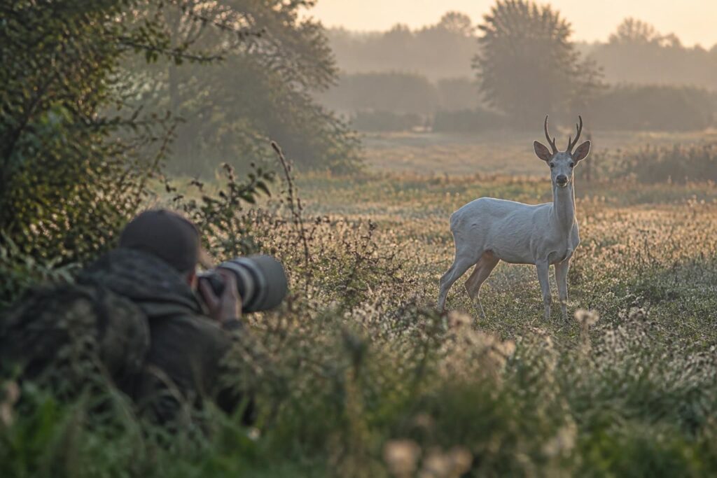 près de montmirail, marc bérat a photographié pour la deuxième fois un chevreuil blanc rarissime, une rencontre exceptionnelle avec cet animal discret.