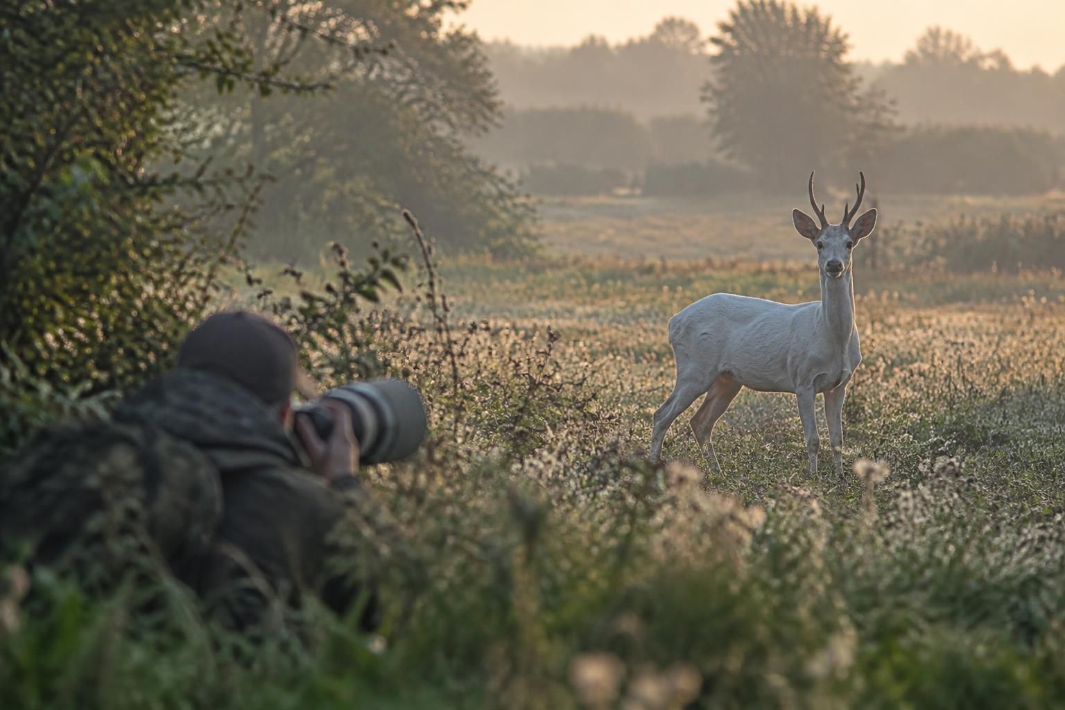 près de montmirail, marc bérat a photographié pour la deuxième fois un chevreuil blanc rarissime, une rencontre exceptionnelle avec cet animal discret.